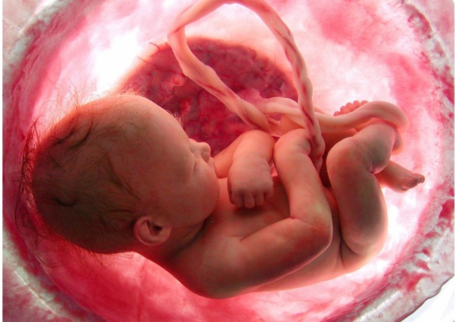 Best Gynecologist Obstetricians in Chamrajpet